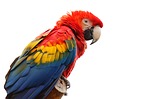 Домашние животные попугаи